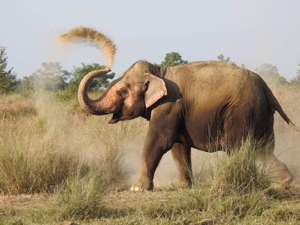 Elephant bathing Rapti River